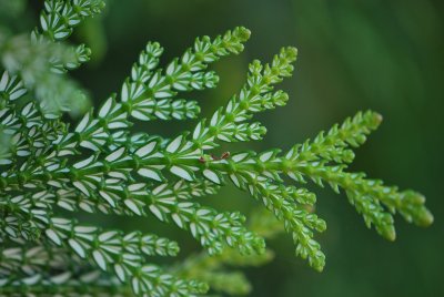 Thujopsis dolabrata - zeravinec japonský -větévka rub